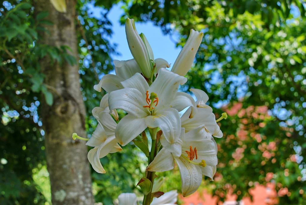 Ospitalita Rurale L'uccelliera Bed & Breakfast Lucca